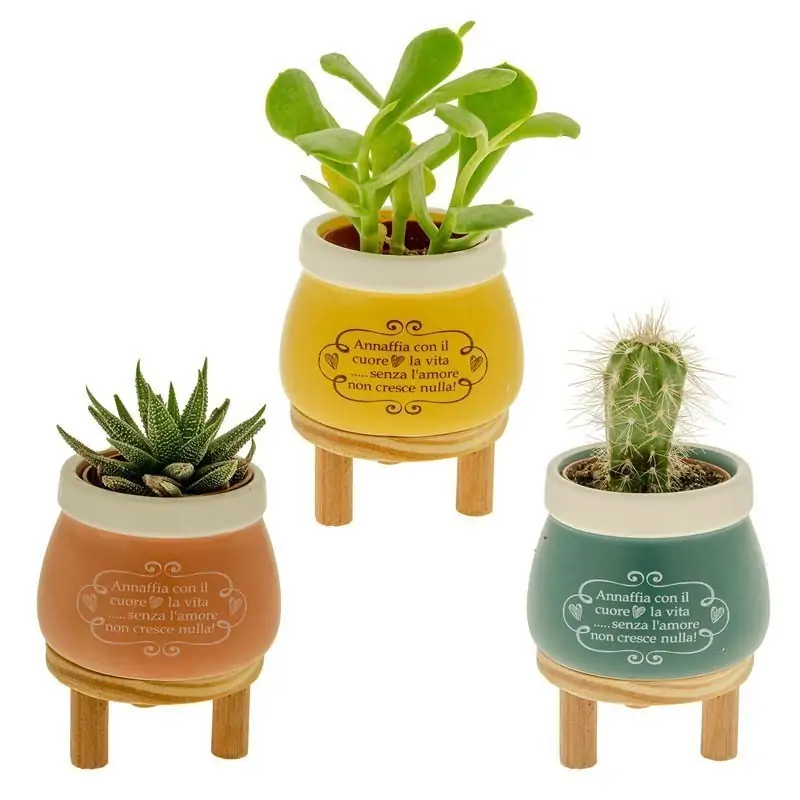 bomboniere porta piante 3 colori con stand in legno