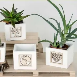 Bomboniere Vasetti Piante Grasse